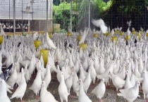 白鸽爱吃什么食物 怎样饲喂白鸽