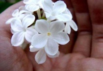 五瓣丁香的花语