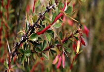 小檗果实能吃吗？