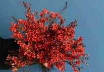 澳洲腊梅花的水养多久？