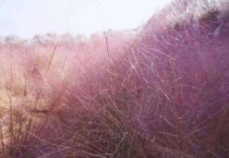 粉色芦苇花叫什么？