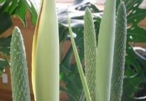 蓬莱蕉的种植前景如何 多少钱一斤 附种植技术