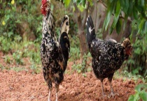 贵妃鸡多少一斤 附贵妃鸡的生活习性