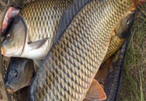 谷麦钓法一般用多长的竿？附钓法定义