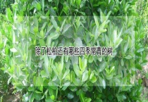 除了松柏还有哪些四季常青的树