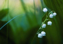 铃兰怎么种浇水