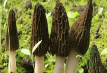 羊肚菌野生和养殖的区别？