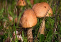 牛肝菌产地在哪里 附生长环境和营养价值