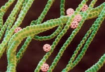 蓝细菌是植物吗？