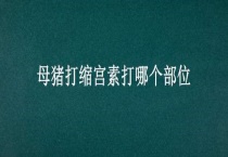 母猪打缩宫素打哪个部位