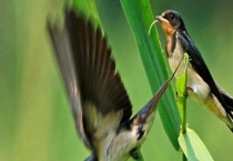 燕子的过冬方式 燕子吃什么？