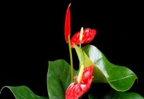 火鹤花有毒吗？