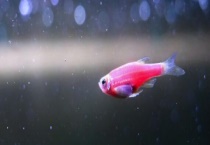 斑马鱼不隔离会不会产卵