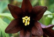 什么是黑色曼陀罗