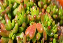 夏天可以干哪些农事活 有些什么多肉