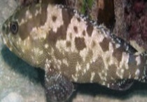 关于路亚石斑鱼技巧大全 路亚石斑鱼的钓点选择