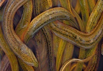 黄鳝池塘生态养殖技术 主要有五个方面