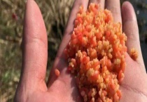 秋冬季节钓鲫鱼用什么窝料？商品窝料主要有哪些？