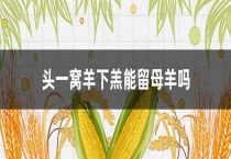 头一窝羊下羔能留母羊吗？