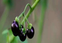 龙葵果多少钱一斤 附龙葵果的市场前景、功效作用