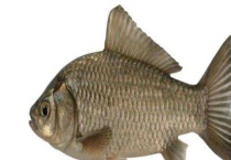 鲫鱼的生活习性 附鲫鱼的特点