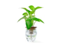 一盆绿萝太密了怎么办？