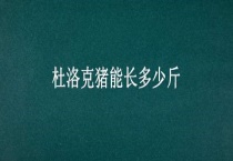 杜洛克猪能长多少斤