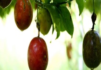 鸡蛋果和百香果的区别？