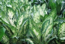 绿植种类有哪些？