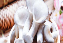 秀珍菇的生长过程