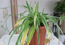 吊兰根系发达吗？