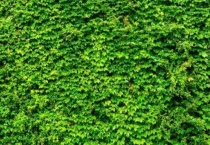 常春藤枯了要剪掉吗？