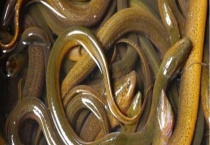 黄鳝是怎样繁殖后代的 附黄鳝的常见做法