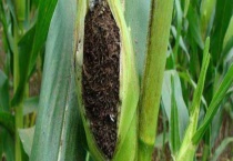 玉米丝黑穗病 具体怎么防治