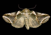 飞蛾飞进家里预示什么？