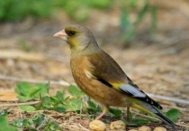 金翅雀单养还是养一对