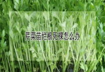 芹菜苗烂根死棵怎么办？
