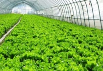 大棚蔬菜种植错误认识 及解决多久？