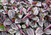 什么是红背竹芋