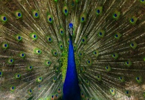 孔雀的养殖前景 附养殖模式