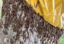 杨树树干生虫该如何解决 附杨树腐烂病症状