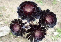 黑法师掉叶是什么原因？