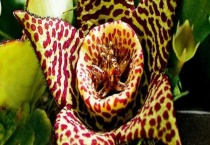 豹纹花叶子不长怎么办？