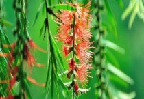 红千层移栽多久？