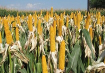 玉米大斑病的防治措施 玉米小斑病的防治措施