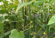 黄瓜的越冬管理多久？