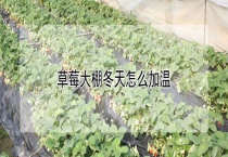 草莓大棚冬天怎么加温