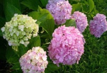 绣球花叶子发白是什么原因？