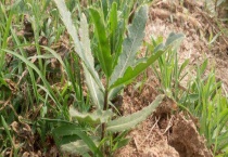 草和菜有什么区别？ 附草和菜的基本介绍