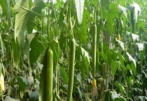 丝瓜什么时候种植 种植方法有哪些？